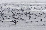 zimujące ptaki u ujscia Wisły do Zatoki Gdańskiej gągoły, tracze, ogorzałki