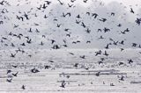 zimujące ptaki u ujscia Wisły do Zatoki Gdańskiej, gągoły, ogorzałki i tracze