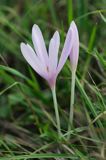 zimowit jesienny Colchicum autumnale)