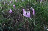 zimowit jesienny Colchicum autumnale)