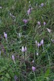 zimowit jesienny Colchicum autumnale)