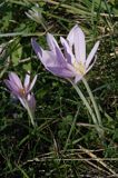 zimowit jesienny Colchicum autumnale)