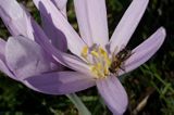 zimowit jesienny Colchicum autumnale)