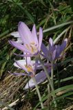 zimowit jesienny Colchicum autumnale)