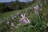 zimowit jesienny Colchicum autumnale)