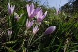 zimowit jesienny Colchicum autumnale)