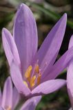 zimowit jesienny Colchicum autumnale)