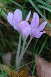 zimowit jesienny Colchicum autumnale)