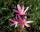 Zimowit jesienny, Colchicum autumnale