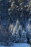 Zima, ściana lasu
