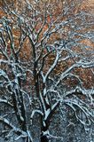 Zima, drzewo