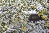 Śnieg w kwietniu, forsycja, żłobek, Bieszczady