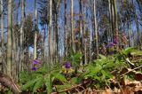 Buczyna karpacka, żywiec gruczołowaty Dentaria glandulosa