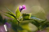 żywiec gruczołowaty Dentaria glandulosa