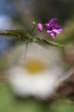 żywiec gruczołowaty Dentaria glandulosa