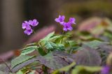 żywiec gruczołowaty Dentaria glandulosa