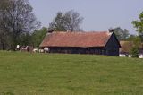 żywkowo, bociania wieś, bocian biały/ciconia ciconia/, Warmia