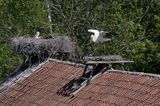 żywkowo, bociania wieś, bocian biały/ciconia ciconia/, Warmia